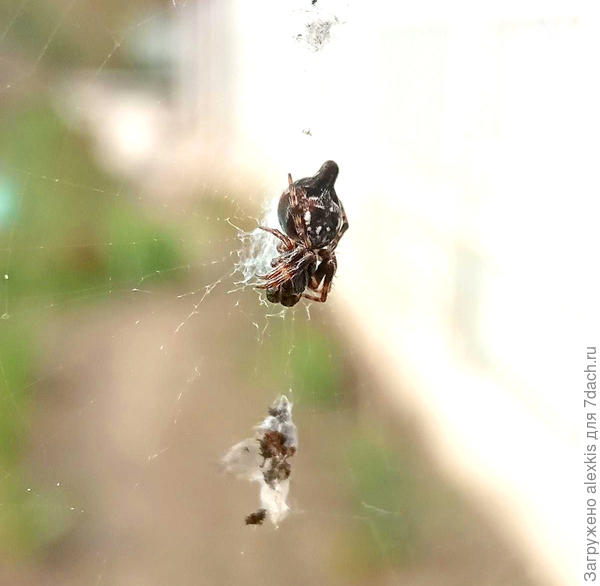Самка вида Cyclosa sierrae.
