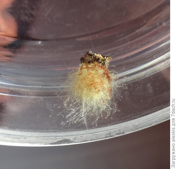 Кокон с яйцами Cyclosa sierrae.