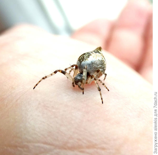 Самка вида Cyclosa sierrae перед откладкой яиц в кокон.