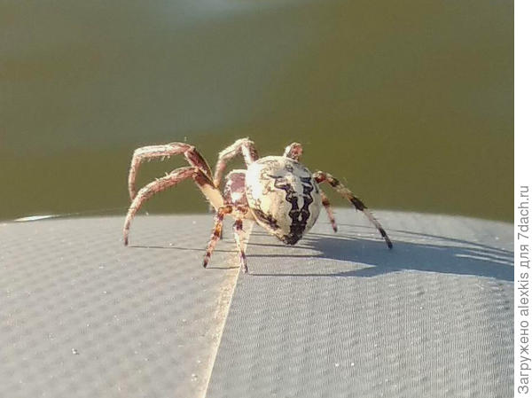 Larinioides cornutus рисунок на брюшке.