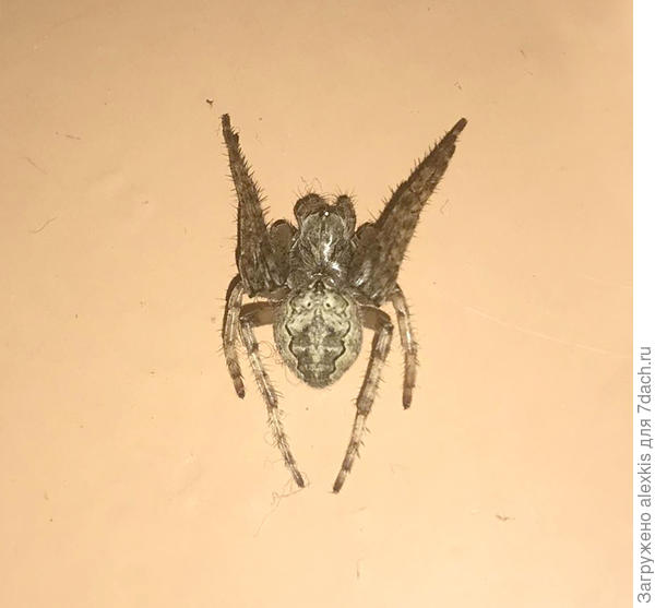 Larinioides ixobolus (Thorell, 1873).