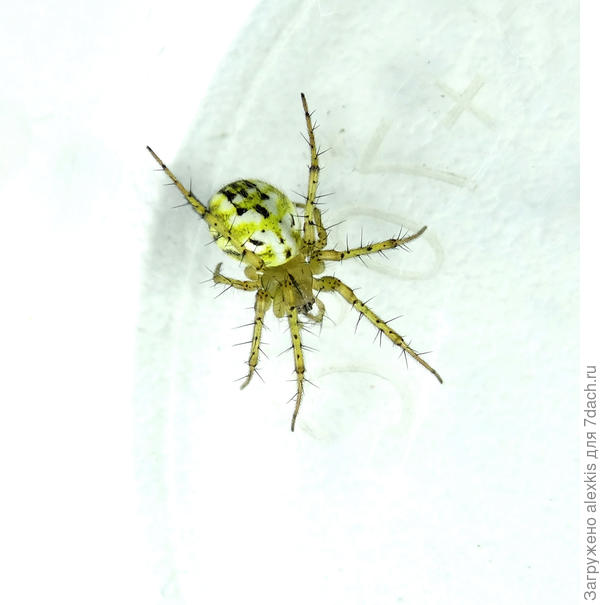 Самка вида Mangora acalypha (Walckenaer, 1802).