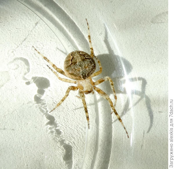 Самка вида Neoscona subfusca (C. L. Koch, 1837).