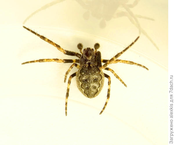 Самец вида Nuctenea umbratica (Clerck, 1757).