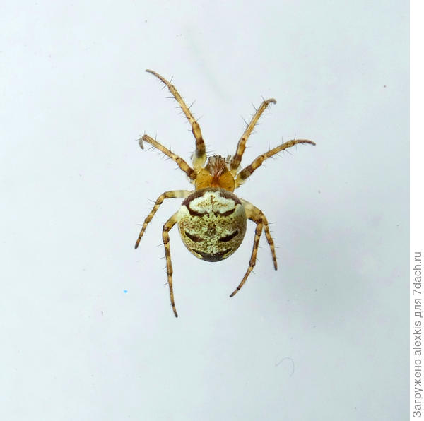 Самка вида Zilla diodia (Walckenaer, 1802).