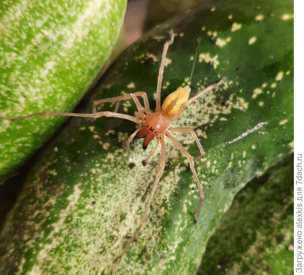 Самец вида Cheiracanthium punctorium (Villers, 1789).