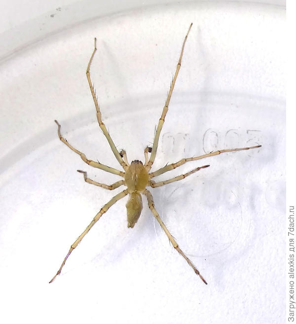 Молодой самец вида Cheiracanthium mildei (L. Koch, 1864).