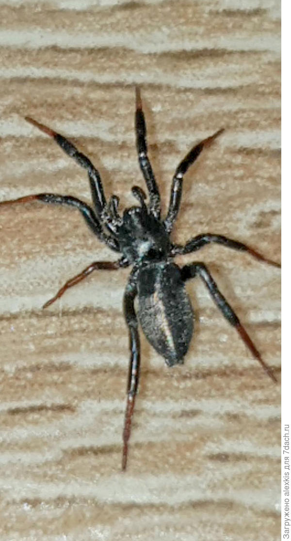 Самец вида Drassyllus pusillus (C. L. Koch, 1833).