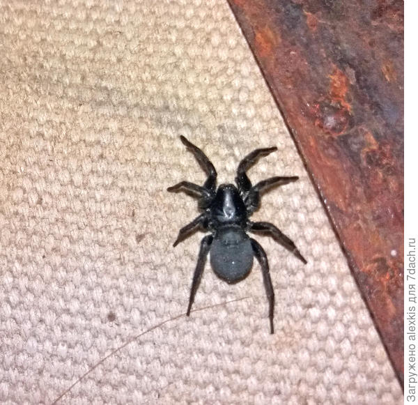 Самец вида Gnaphosa montana.