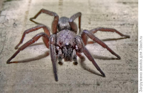 Самец вида Scotophaeus blackwalli.