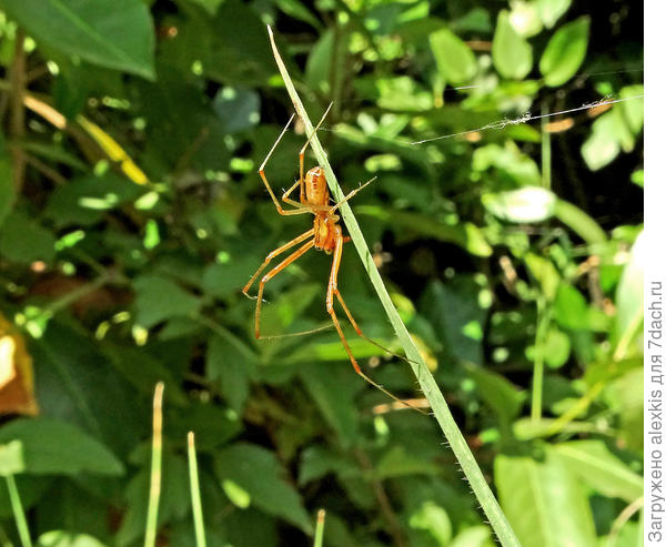 Самец вида Linyphia triangularis.