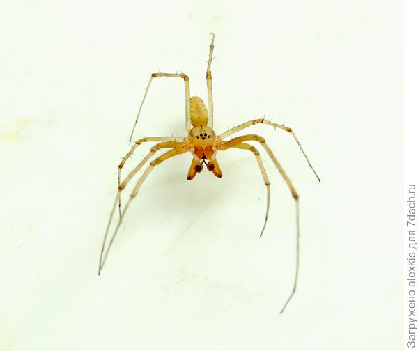 Половозрелый самец вида Linyphia triangularis.