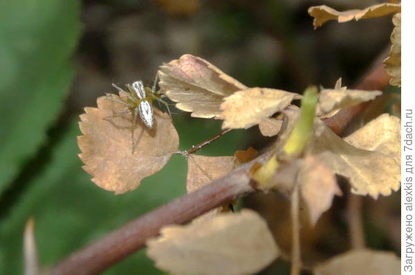 Самец вида Oxyopes lineatus.