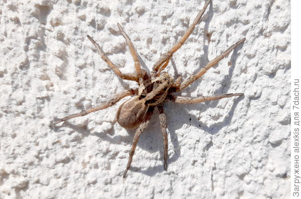 Самец вида Hogna radiata.Автор снимка Bernata.