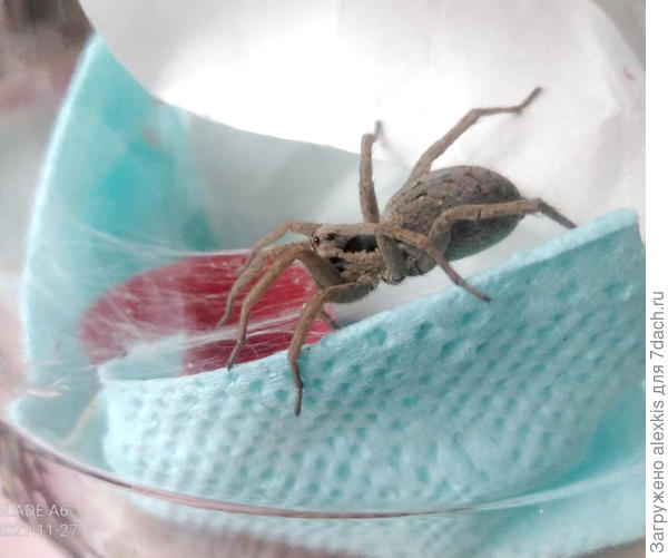 Самка вида Alopecosa taeniopus.