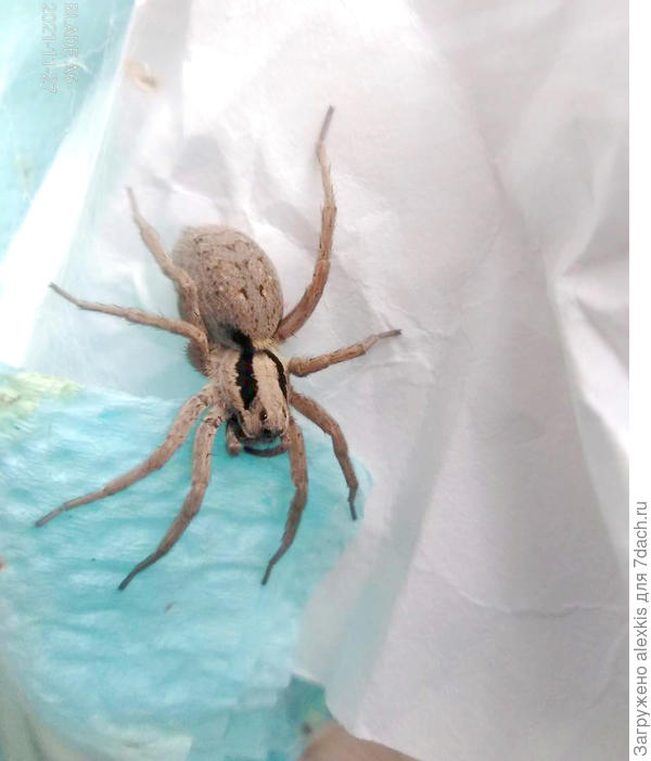 Alopecosa taeniopus самка.