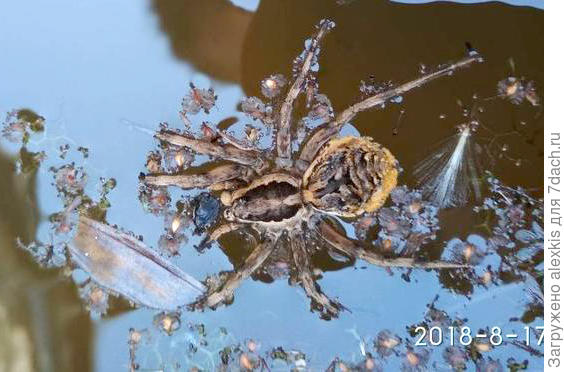 Самка вида Lycosa praegrandis. Автор снимка Line81_.