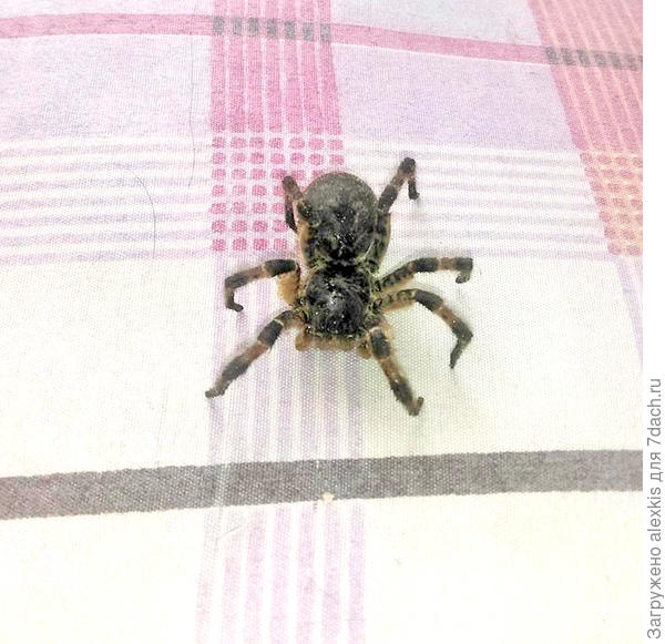 Самка вида Lycosa singoriensis. Автор снимка cergeyu.