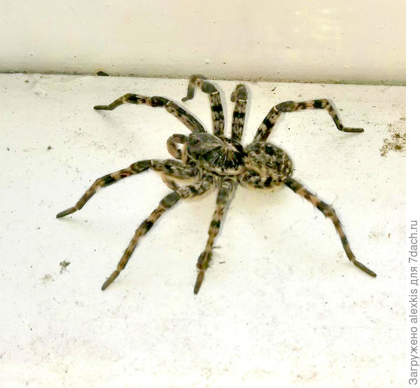 Самка Lycosa singoriensis. Автор снимка nastya-vershkova.