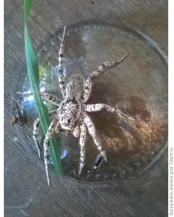 Самец вида Lycosa singoriensis. Автор снимка AleksandrDemin.