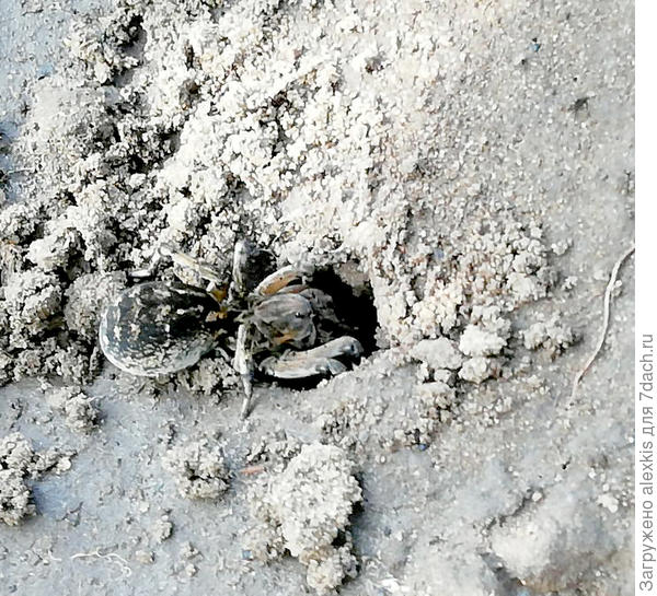 Geolycosa vultuosa. Автор снимка fb_567415080686604.