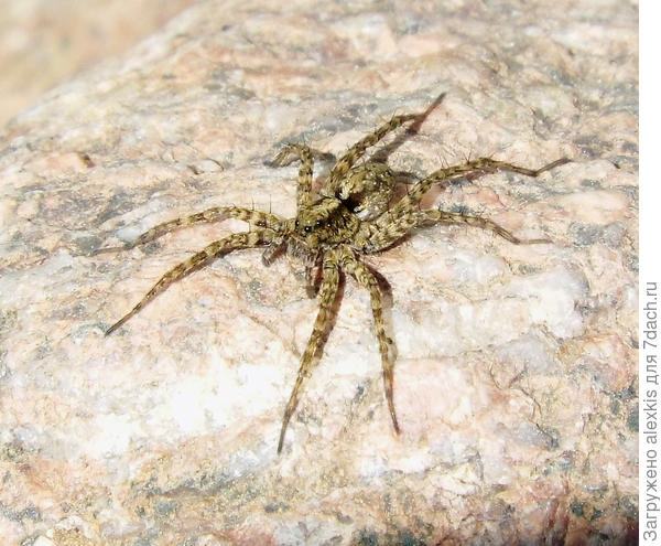 Самка вида Pardosa amentata.