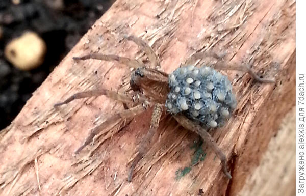 Самка рода Trochosa с детёнышами на брюшке. Автор снимка Oksanaloseva.