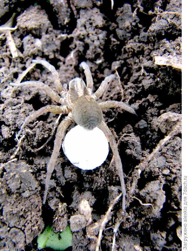 Самка с коконом. Автор снимка Viktorhromov1947.