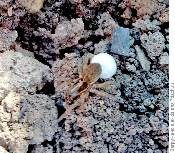 Самка вида Trochosa ruricola с коконом. Автор снимка  Mila_693.