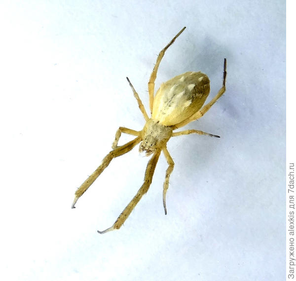 Uloborus walckenaerius. Самка.