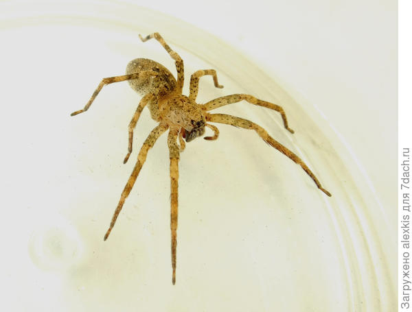Zoropsis spinimana (Dufour, 1820). Самка.