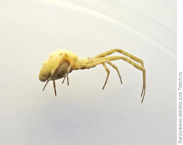 Uloborus walckenaerius вид с боку.