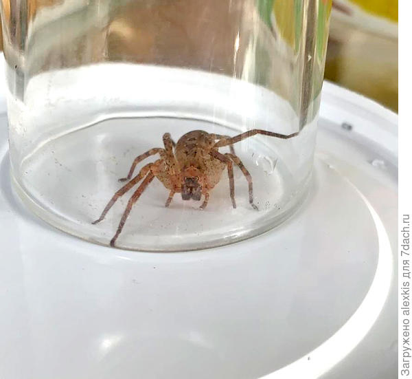 Самка Zoropsis spinimana. Автор снимка maria_plavinskaja.