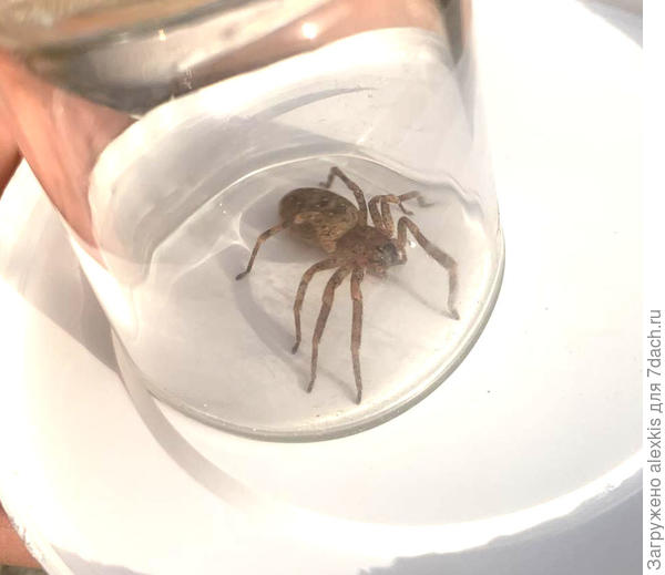 Zoropsis spinimana. Автор снимка