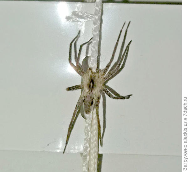 Pisaura mirabilis. автор снимка Sergey123.