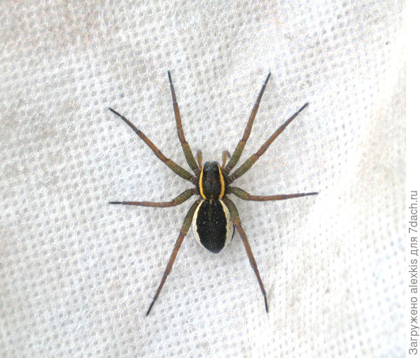 Dolomedes fimbriatus. Самка. Автор снимка aise50.