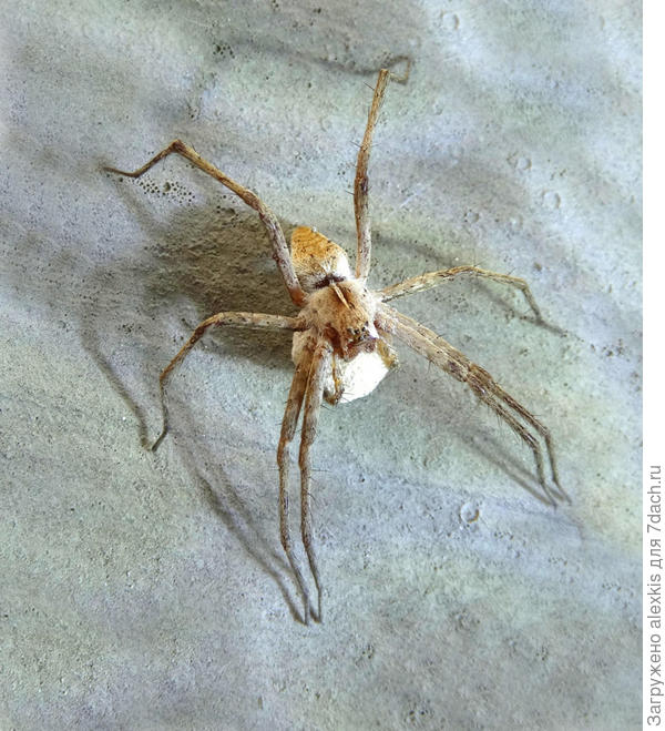 Pisaura mirabilis. самка с коконом.