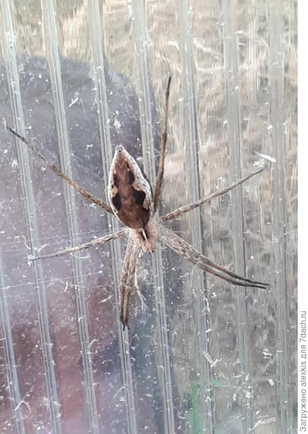 Самка вида Pisaura mirabilis. Автор снимка contactsviridov.