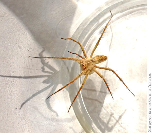 Самка вида Pisaura mirabilis с коконом.