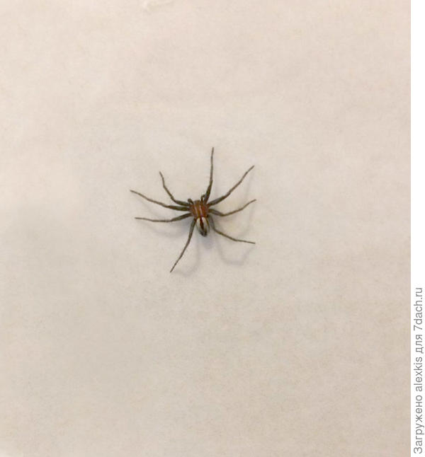 Самец вида Thanatus arenarius. Автор снимка olya_dolzhikova.