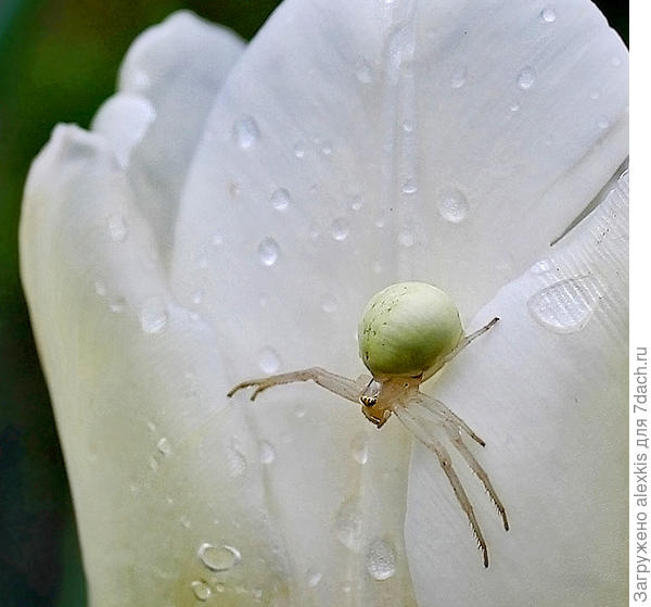 Misumena vatia. Самка. Автор снимка fedzina.