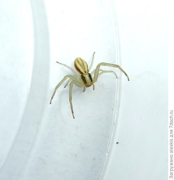 Самка вида Runcinia grammica (C. L. Koch, 1837).