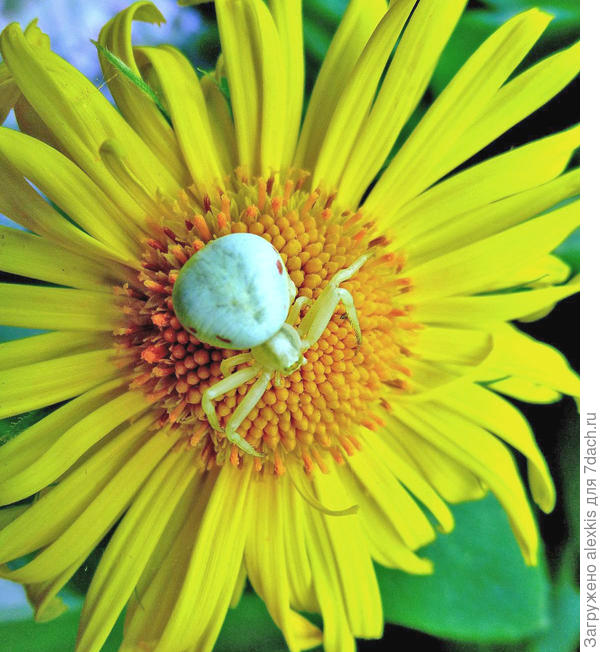 Самка Misumena vatia. Автор снимка Margarita.