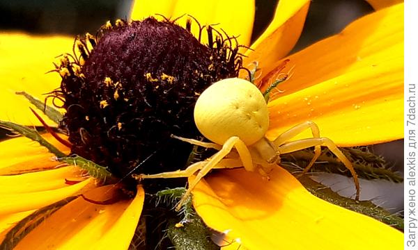 Самка вида Misumena vatia. Автор снимка Bernata.