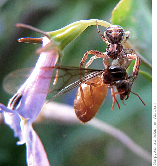 Самка вида Xysticus cristatus. Автор снимка Viktorhromov1947.