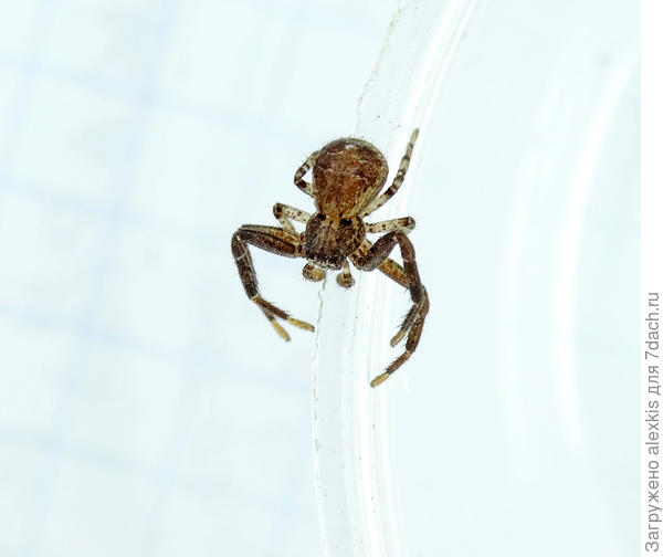 Самка вида Xysticus luctuosus.