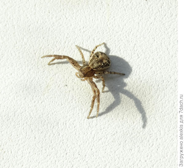 Xysticus kochi самка.