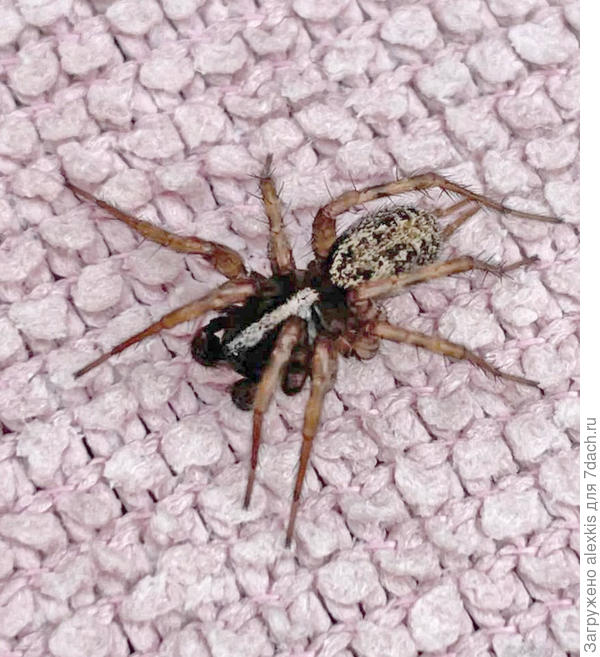 самец вида Maimuna vestita (C. L. Koch, 1841).  Автор снимка — sotnichenko