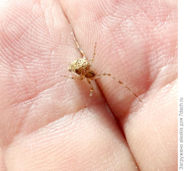 Одна из форм окраски Parasteatoda tepidariorum.