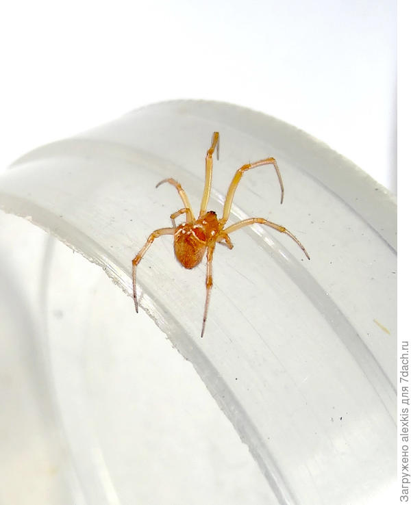 Parasteatoda lunata.
